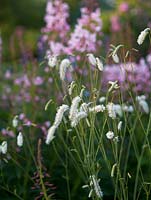 White Sanguisorba albiflora, burnet, a tall perennial with dozens of white, miniature bottlebrush type flowers, offset against a backdrop of pink Dictamnus albus var. roseus.