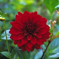 Dahlia 'Arabian Night', a tuber that flowers from late summer with spectacular, dark red flowers. September