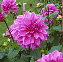 Dahlia 'Lilac Time', anemone-flowered, bears vivid pink flowers from late summer until autumn. September