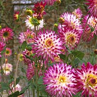 Dahlia 'Hayley Jane', semi-cactus flowered, bears small, white flowers heavily tipped with purplish pink from late summer until autumn. September