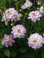 Dahlia 'Twilight Time', a lilac and white, waterlily-form dahlia flowering from late summer. October