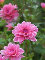 Dahlia 'Karma Fuchsiana', a rich pink, waterlily form dahlia with lots of lovely open flowers in autumn. September