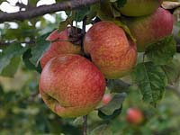 Malus 'Newton's Wonder', a traditional English cooking apple.
