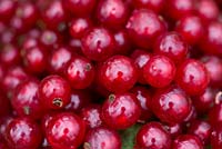 Ribes rubrum 'Warner's Grape' - Redcurrants