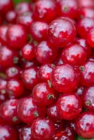 Ribes rubrum 'Warner's Grape' - Redcurrants