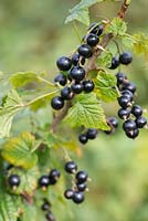 Ribes nigrum 'Jet' - blackcurrant, a late fruiting bush.
