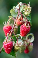 Raspberry 'Himbo Top', a new variety, bears huge succulent fruit on long stems.