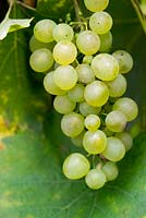 Vitis 'Phonix' has an excellent flavour and sweet taste, good for eating fresh from the vine, or for making wine.