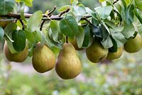 Pyrus 'Beurre Hardy', a classic French pear with a very good flavour.