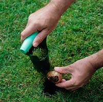 A hand-held bulb planter enables you to remove a soil plug, to the required depth, put in a bulb, and replace the plug over the top.