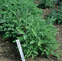 Salvia officinalis - Sage, evergreen perennial with aromatic, grey-green woolly leaves.