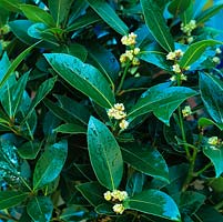 Laurus nobilis - Bay, evergreen tree. Has aromatic, glossy leaves used to flavour cooking. 