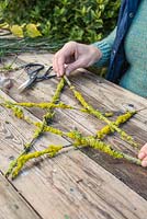Arranging the Prunus with Lichen cuttings into the shape of a star. 