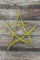 A festive star made from Prunus with Lichen cuttings. 