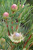 Protea scolymocephala - Thistle Sugarbush, Cape Town, South Africa - listed as vulnerable.