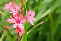 Watsonia borbonica, Cape Town, South Africa.
