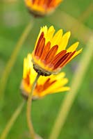 Ursinia anthemoides - common parachute daisy or ringmagriet, Cape Town, South Africa