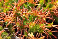 Erica quadrisulcata - Orange Rock-heath, Swartkop heath, four-groove heath, Cape Town, South Africa - this plant is endangered.