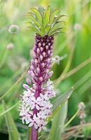 Eucomis comosa 'Can Can' - Pineapple plant or PIneapple Lily, Cape Town, South Africa