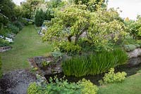 Old apple tree hangs over the River Bride as it runs through the lower end of the garden, underplanted with Alchemilla mollis Littlebredy Walled Gardens, Littlebredy, Dorset