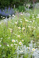 Beds packed with grey Stachys byzantina, hardy geraniums and oxeye daisies. Littlebredy Walled Gardens, Littlebredy, Dorset