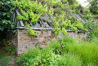 Derelict lean to glasshouse at the top of the garden with rampant vine emerging. Littlebredy Walled Gardens, Littlebredy, Dorset