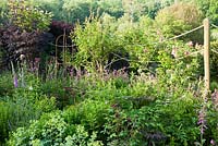 Top border with dark elders, Alchemilla mollis, red campion, cirsium and foxgloves. Littlebredy Walled Gardens, Littlebredy, Dorset