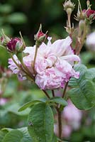 Rosa 'Leda'. Littlebredy Walled Gardens, Littlebredy, Dorset