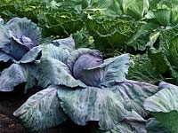Cabbage 'Drumhead'