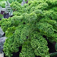 Brassica oleracea - Green Curly Kale or borekale