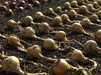 Onions drying on the surface of the soil.