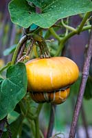Cucurbita maxima - Turks Turban Squash, a distinctive ornamental and edible squash.