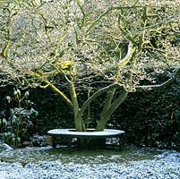 Magnolia encircled by a tree seat and coated in snow.