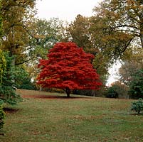 In The Glade amidst oaks and rhododendrons, a suberb Acer palmatum in full autumn colour, shedding crimson leaves beneath its canopy.