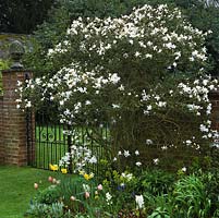 On spring morning, Magnolia stellata - Star magnolia beside brick pillar and wrought irons gates. Beneath, tulips, hellebores and grape hyacinths.