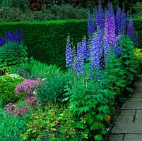Sylvias Garden has scores of Delphinium Elatum hybrids. Beds filled with hardy geranium, Allium cristophii, hebe, salvia, lavender, iris and veronica.