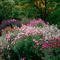 National Collection of autumn-flowering asters. Right to left: Aster novae-angliae 'Lucinda', Rosa 'Sieger', 'Andenken an Alma Potschke' and 'Helen Picton'.