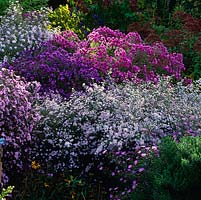 National Collection of autumn-flowering asters. Aster novae-angliae 'Quinton Menzie' - tall pink back Right and Aster 'Anja's Choice' - small flowered pale pink.