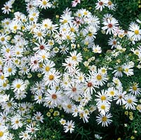 Aster Oktoberlicht. National Collection of autumn-flowering asters.