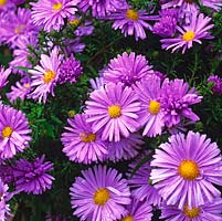 Aster novi-belgii 'Remembrance'. National Collection of autumn-flowering asters. 