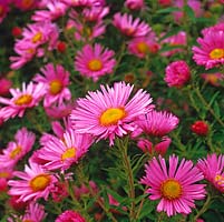 Aster novae-angliae 'Rosa Sieger'. National Collection of autumn-flowering asters.