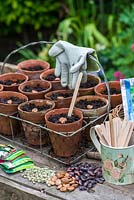In spring, planting seeds - peas, broad beans and runner beans in compost in terracotta pots, in preparation for planting out in the kitchen garden.