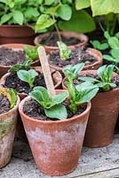 Young seedlings emerge after about two weeks from vegetable seeds such as broad bean, pea and runner bean. Ready to plant out into containers or open ground.