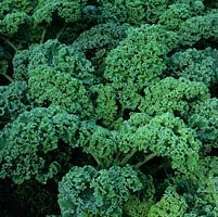 Curly kale adds textural interest to summer borders.