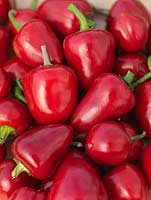 Chilli 'Cherry Bomb', a collection of this small, red chilli pepper that resembles a tomato.