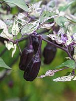 Capsicum annuum 'Tri-Fetti' bears lots of small purple chillies that ripen to red. Hot. Variegated leaves make this popular as an ornamental plant.