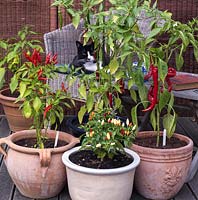 Hot chilli peppers in pots