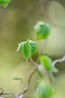 Corylus avellana 'Contorta' - Emerging new leaf 