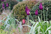 Tulipa 'Havran' with Carex testaceae, Taxus baccata balls and Tulipa 'Couleur Cardinal' in background