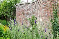 Old crinkle wall with Ivy, border with Delphinium 